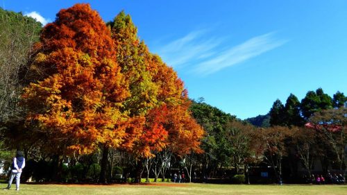 aowanda-national-forest