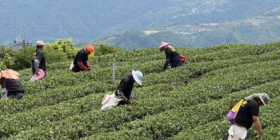 新北茶行推薦,茶葉專賣,新北茶葉批發,鶯歌茶行,茶廠直營