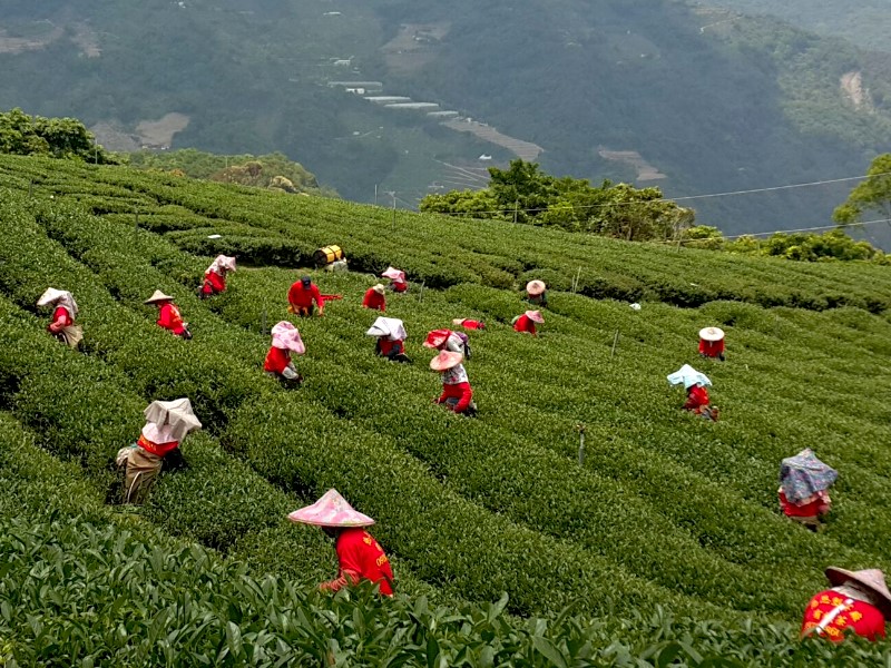 合歡山高冷茶,南投製茶廠,採茶班,茶葉批發,高山茶批發